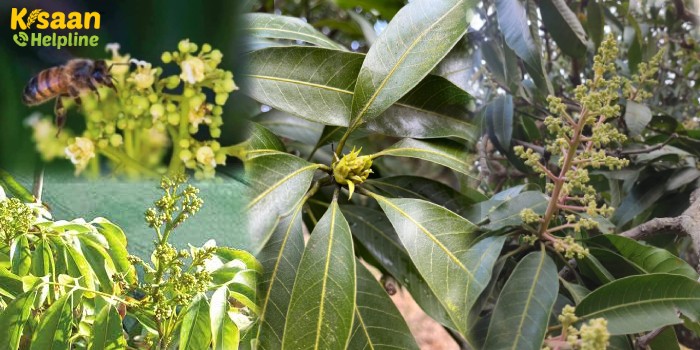 आम एवम लीची में फूल आने के बाद किसी भी प्रकार का कोई भी कृषि रसायन खासकर कीटनाशक का प्रयोग करने से बचें,अन्यथा लाभ की बजाय होगा भारी नुकसान